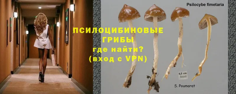 Псилоцибиновые грибы Cubensis  Грязовец 