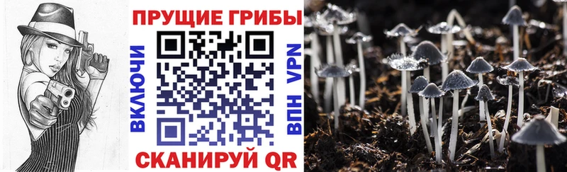 Псилоцибиновые грибы GOLDEN TEACHER  Грязовец 